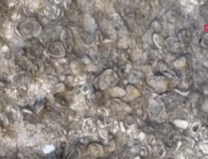 Erzurum’da 200 milyon yıllık deniz fosilleri bulundu