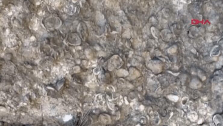 Erzurum’da 200 milyon yıllık deniz fosilleri bulundu