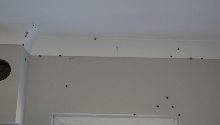 Fındıktan sonra evleri de istila etti: Kahverengi kokarca alarmı!