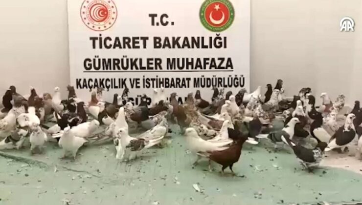 Gümrükte 85 adet ‘Cancan’ güvercin yakalandı