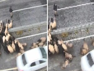 Hızını alamayan araç koyun sürüsüne daldı