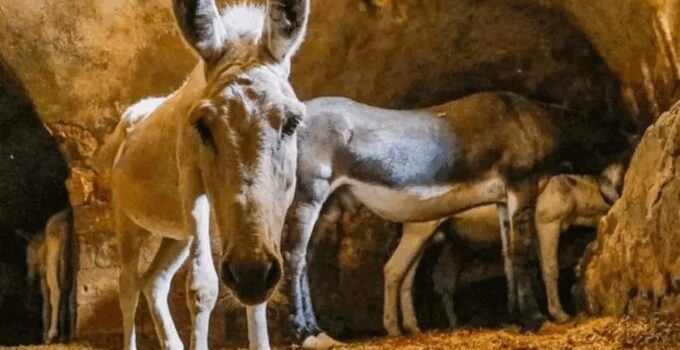 Kadrolu eşekler 7 yılda emekliliğe hak kazandı