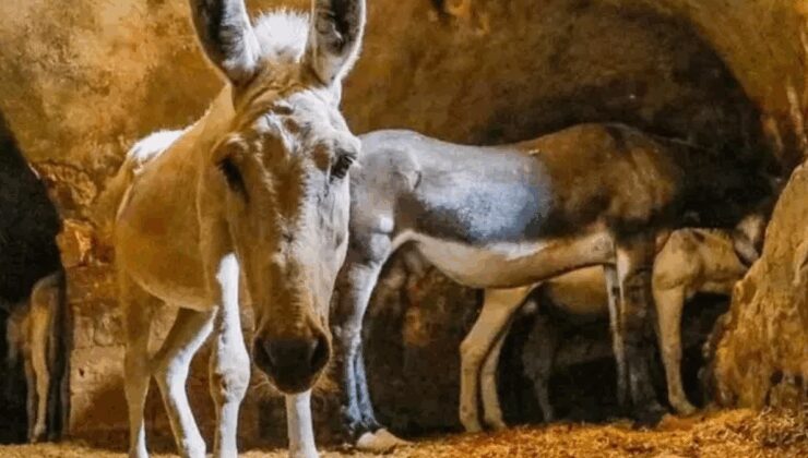 Kadrolu eşekler 7 yılda emekliliğe hak kazandı