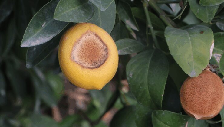 Limonda doğal afet!