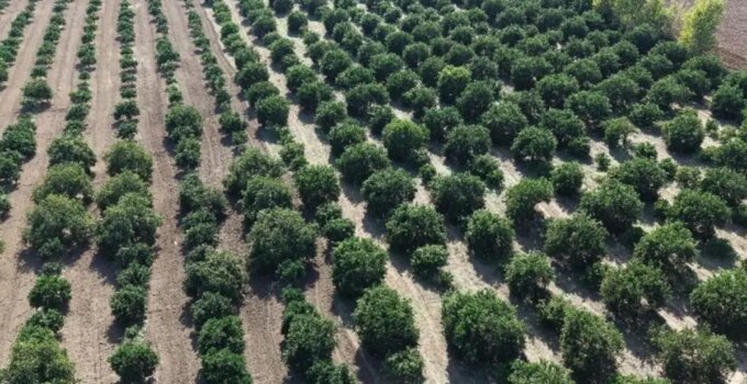 Mandalina tarlada tek haneye düştü, marketten 70 liraya alıyoruz