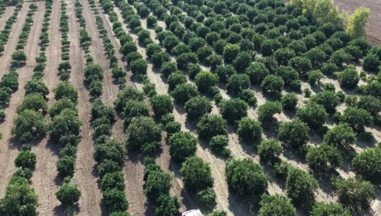Mandalina tarlada tek haneye düştü, marketten 70 liraya alıyoruz