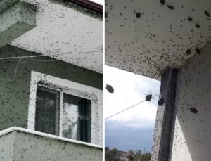 Sakarya’da iki ilçeyi birden istila ettiler! Binalar adeta renk değiştirdi