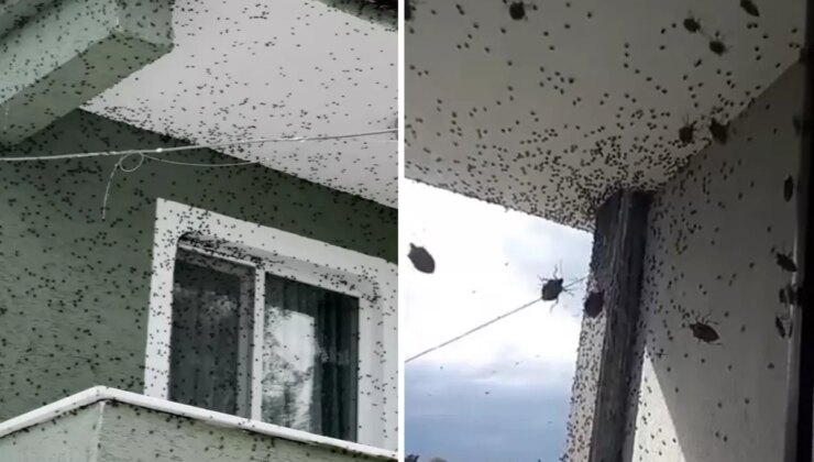 Sakarya’da iki ilçeyi birden istila ettiler! Binalar adeta renk değiştirdi