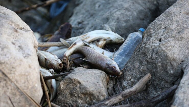 Sular siyaha döndü! Ölü balıklar kıyıya vurdu