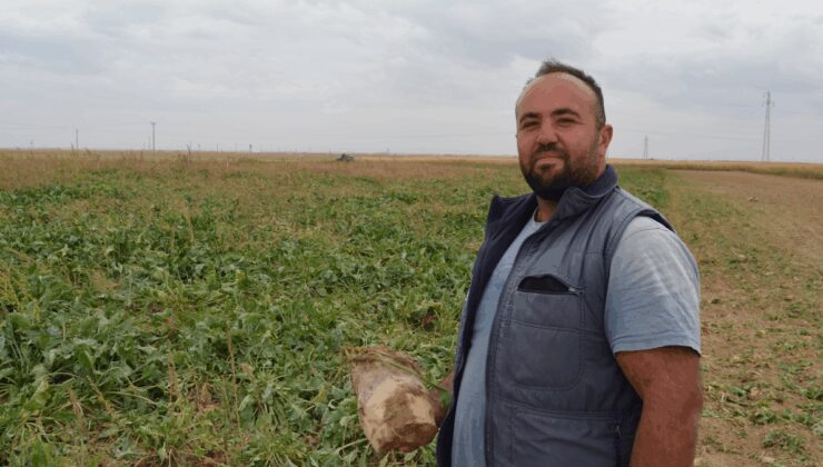 Tarlaya giren mutlu çıktı, bu yılın hasadı çiftçinin yüzünü güldürdü