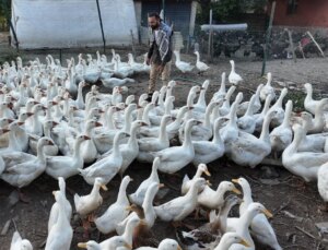 Tek ıslığıyla yüzlerce hayvan koşarak geliyor