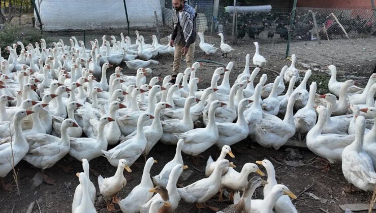Tek ıslığıyla yüzlerce hayvan koşarak geliyor
