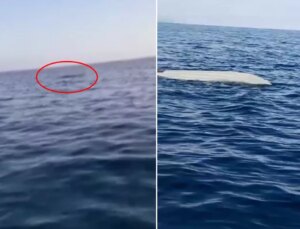 Trabzon’un ardından bir il daha alarma geçti! Balıkçılar buldu, inceleme başlatıldı