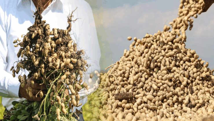 Yer fıstığının kilo fiyatı 50 TL’ye düştü