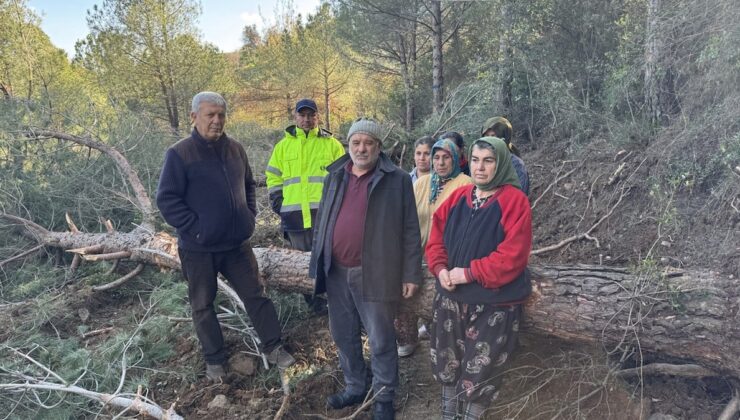 Yol yapımı için ağaçlar birer birer kesilmişti! Danıştay’dan durdurma kararı