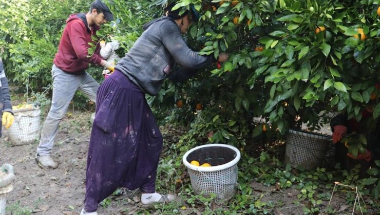 7 liraya üretiliyor, 3 liraya satılıyor: Çiftçi bu yılki hasada isyan etti