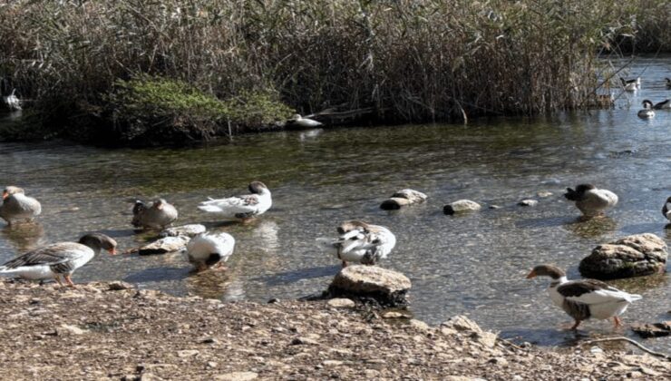 Akyaka’da alarm: Kuş gribi vakası görüldü