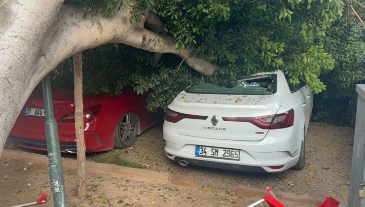 Antalya’da 30 yıllık ağaç devrildi: 5 otomobil zarar gördü