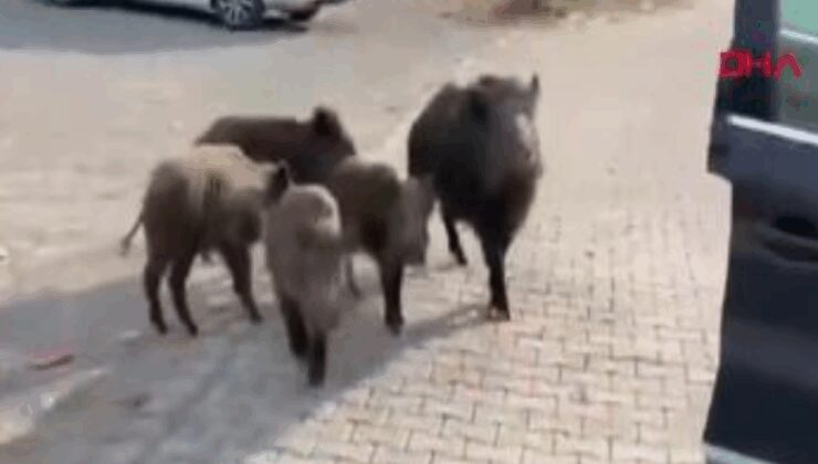 Beslemeye çalıştığı domuz, kolunu ısırdı; o anlar kamerada