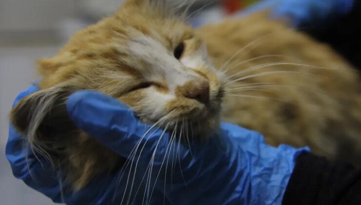 Bir il diken üstünde! Kedide AIDS tespit edildi