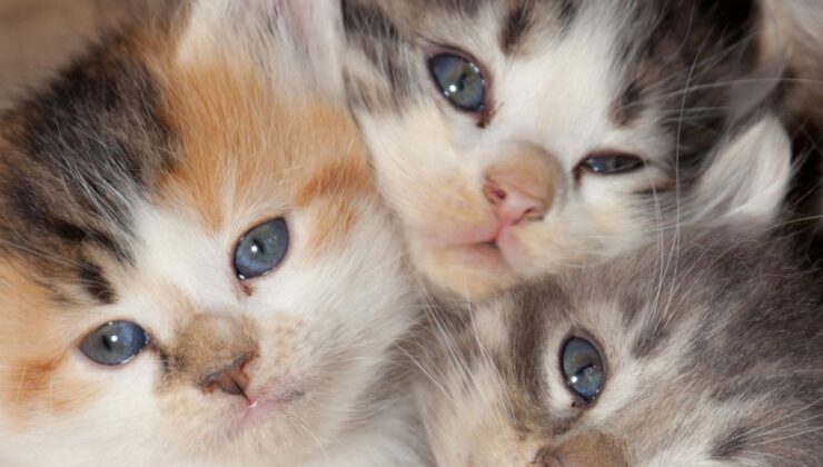 Bir kadın evinde 30 kedisiyle birlikte hayatını kaybetti