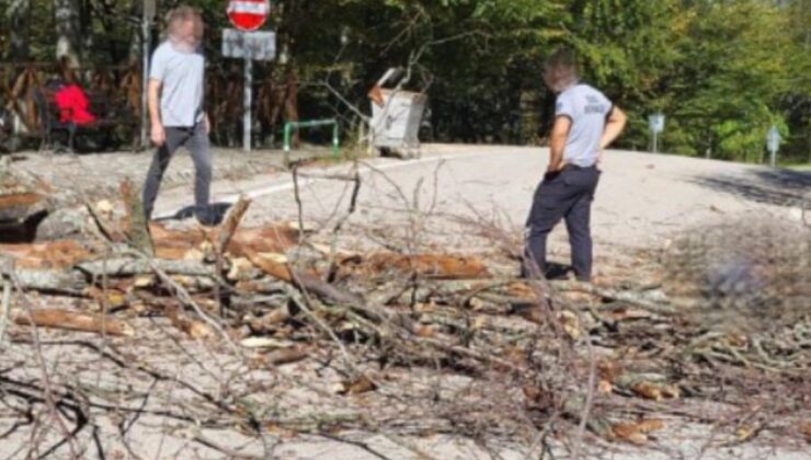 Bursa’da üzerine ağaç devrilen belediye işçisi yaşamını yitirdi