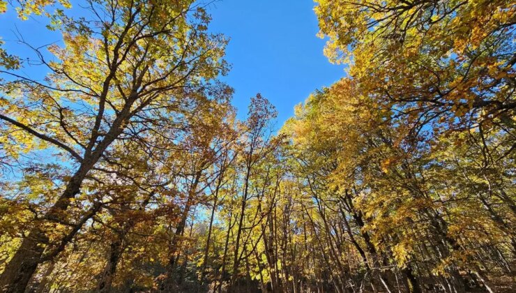 Dünyada bir tek Isparta’da var! İzinsiz girmenin cezası bir servet değerinde