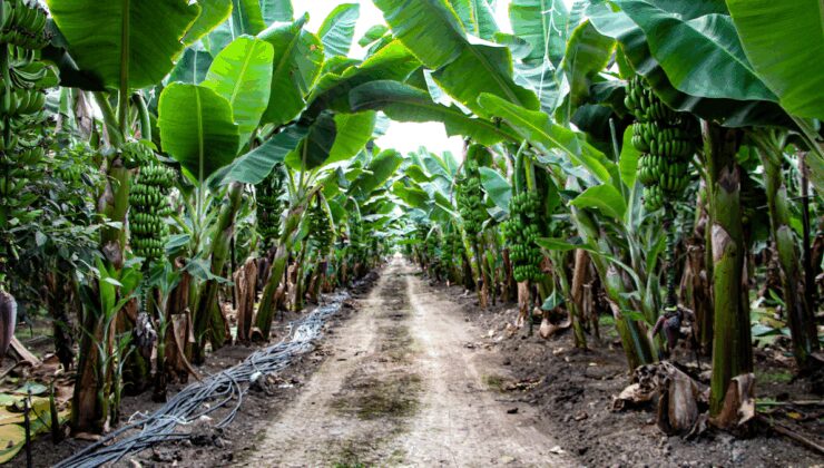 Getirisi rekor kırınca tüm şehir üretime başladı: Siparişlere yetişemiyorlar