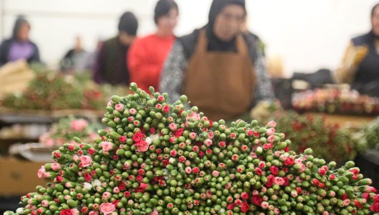 Hazırlıklar tamam, Türkiye’den 12 milyon dolarlık yılbaşı çiçeği!