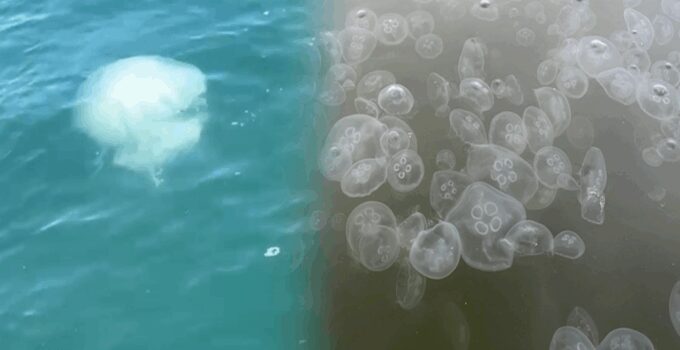 İskenderun Körfezi’nde zehirli tehlike: Vakalar arttı!