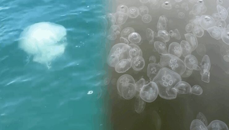 İskenderun Körfezi’nde zehirli tehlike: Vakalar arttı!