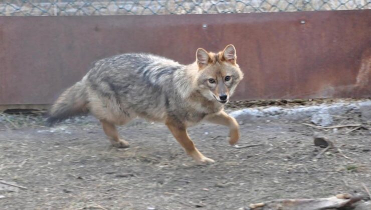 Kars’taki merkezde 4 bin 500 yaban hayvanı tedavi edildi