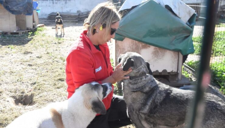 Kayıp köpeği Yaşar’ı bulana 50 bin lira verecek