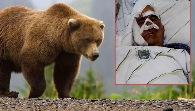 Neye uğradığını şaşırdı! Pençe darbeleri aldı, elmacık kemiği koptu