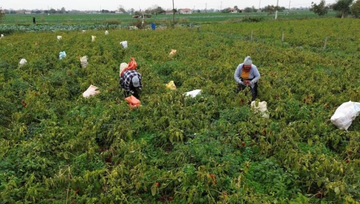 Tarlaya giren çiftçiler kör oldu