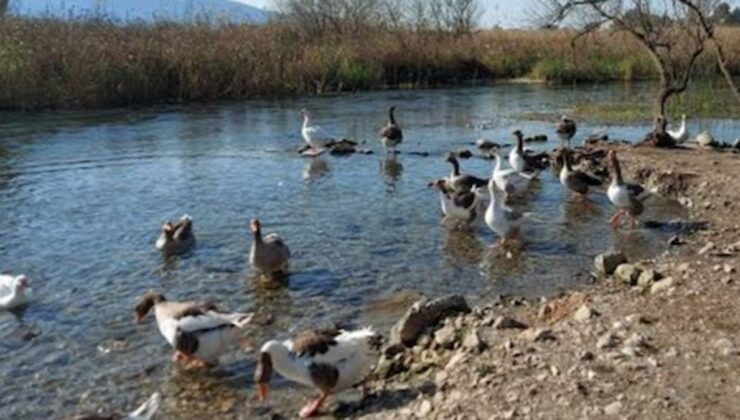 Turizm cennetinde kuş gribi alarmı! Ölü ördeklerde tespit edildi