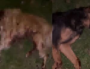 Vicdansızlığın da bu kadarı! 9 köpeği kurşunlayıp çöp kutusuna attılar