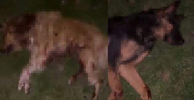 Vicdansızlığın da bu kadarı! 9 köpeği kurşunlayıp çöp kutusuna attılar