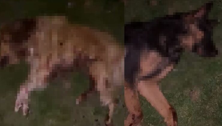 Vicdansızlığın da bu kadarı! 9 köpeği kurşunlayıp çöp kutusuna attılar