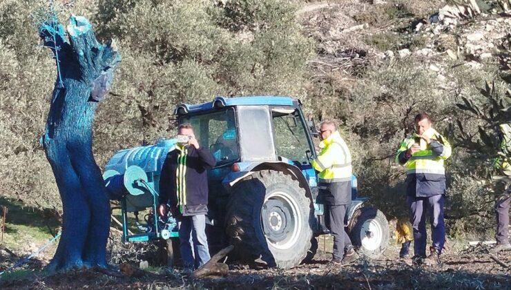 Akbelen’de kestikleri zeytin ağaçlarını maviye boyamaya başladılar