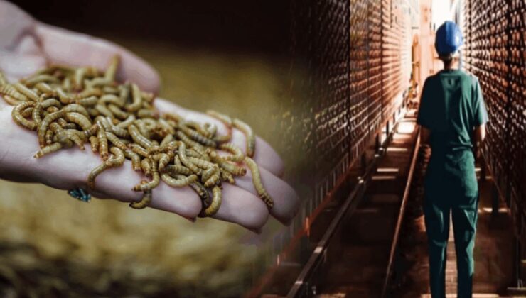 Böceklerden protein üreten Fransız devi iflas etti!