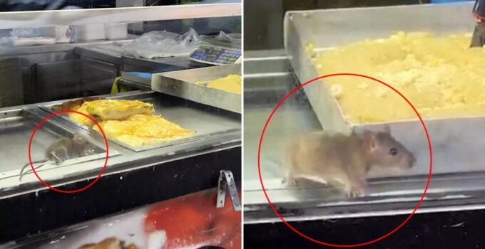 Börek tezgahında fareler cirit attı