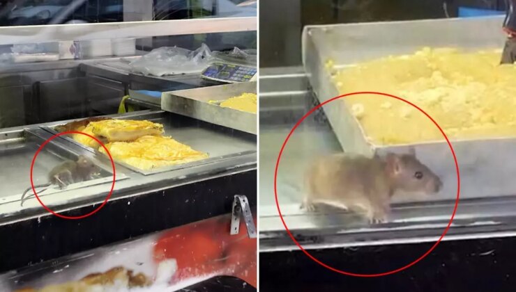 Börek tezgahında fareler cirit attı