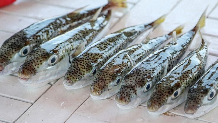 Bu balığı avladılar, 1 milyon TL’den fazla para kazandılar!