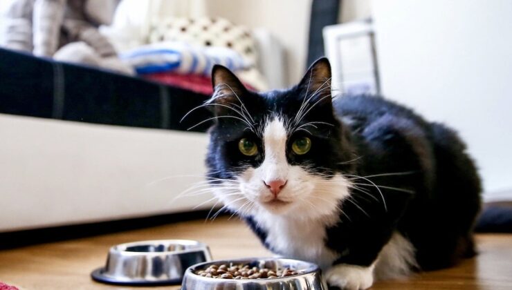 Evcil hayvanları olanlar için son gün 31 Aralık