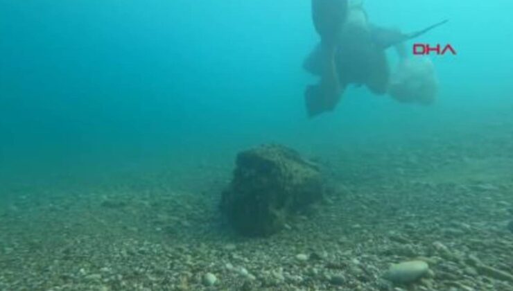 İstilacı istiridye ve midyeler, yerli deniz kestanelerinin yerini aldı