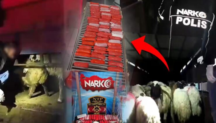 Küçükbaş hayvanların karnına onlarca kilo uyuşturucu saklamışlar!