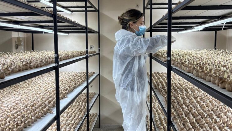 Sadece 1 gramı 700 lira ediyor…