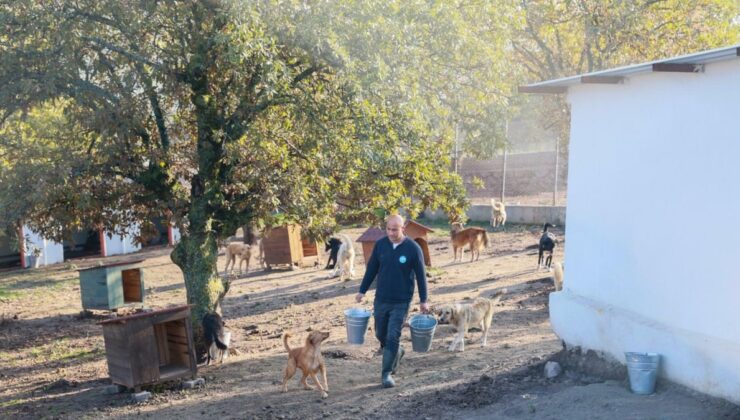 Sahiplendiği 2 köpeği sokağa terk etti, binlerce liralık cezayı yedi
