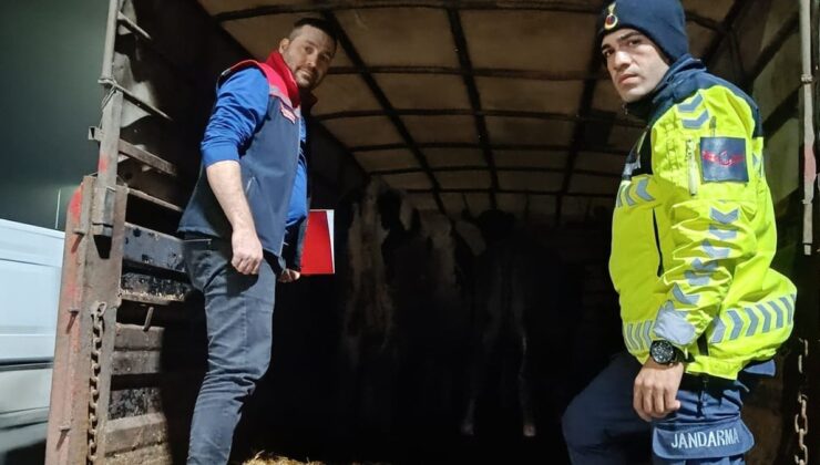 Tekirdağ’da belgesiz büyükbaş hayvan nakline 134 bin lira ceza